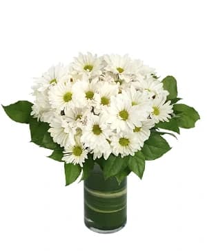 Dazzling Daisy Poms — Floral arrangement